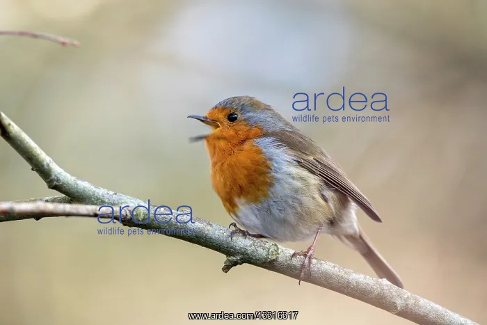 : Robin - Singing - UK