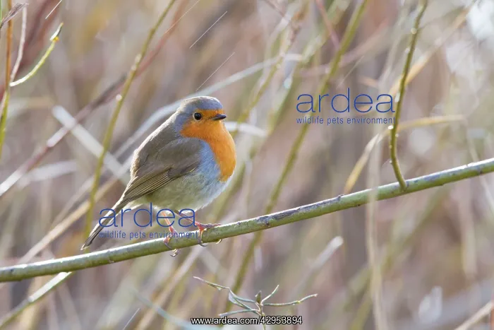 : Robin - Single adult robin perching on a branch : Robin - Single adult robin perching on a branch