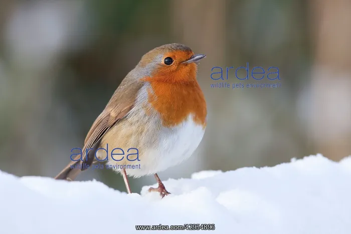 : Robin - Single adult robin perching in the snow : Robin - Single adult robin perching in the snow