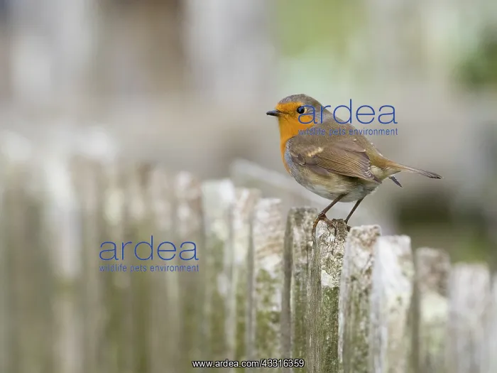  : Robin - sitting alert on fence, Northumberland
