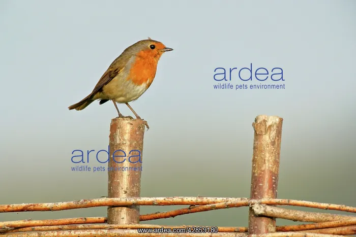 : Robin - sitting on fence : Robin - sitting on fence