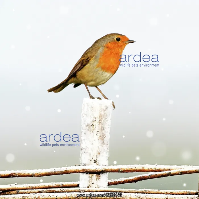 : Robin - sitting on fence in winter : Robin - sitting on fence in winter