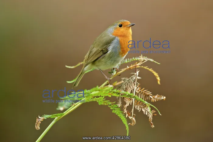 : Robin - sitting on fern leaf : Robin - sitting on fern leaf