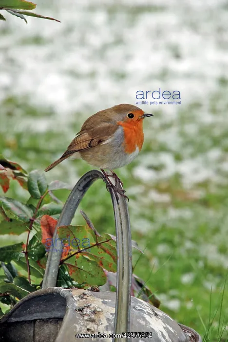 : Robin - Sitting on watering can - Feathers fluffed : Robin - Sitting on watering can - Feathers fluffed