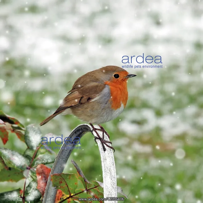 : Robin - Sitting on watering can - Feathers fluffed : Robin - Sitting on watering can - Feathers fluffed