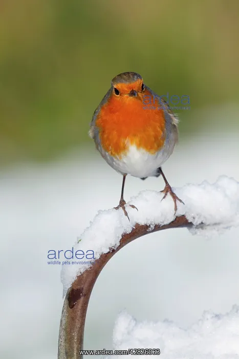 : Robin - in snow : Robin - in snow