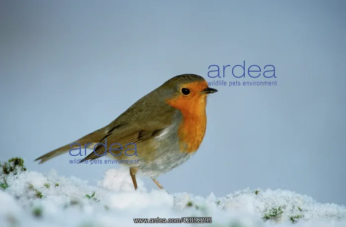 : Robin - On snow : Robin - On snow