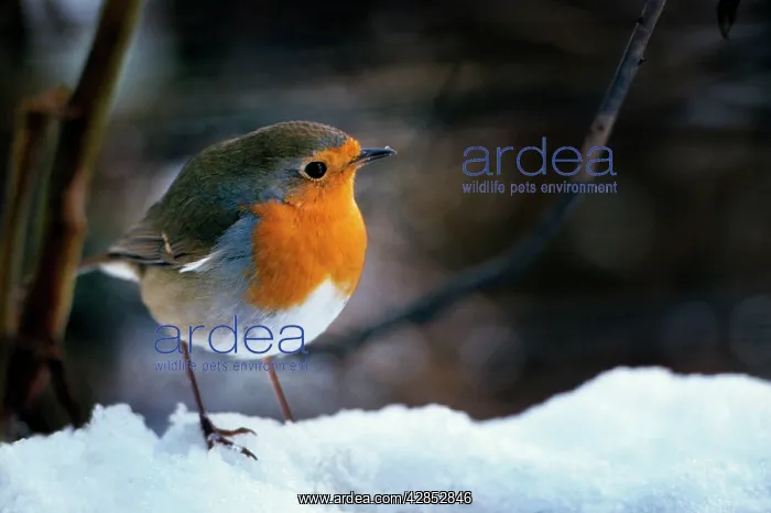 : Robin - On snow : Robin - On snow