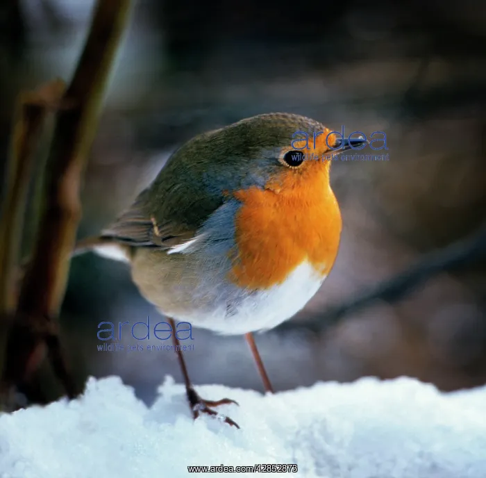 : Robin - On snow : Robin - On snow