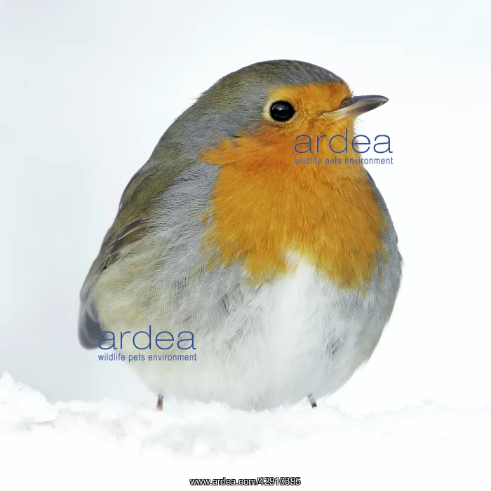 : Robin - in snow : Robin - in snow