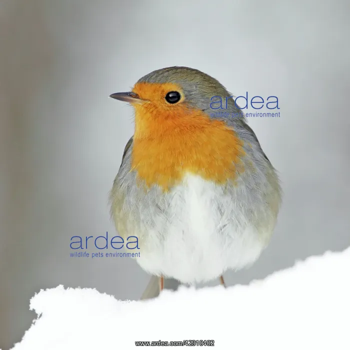 : Robin - in snow : Robin - in snow
