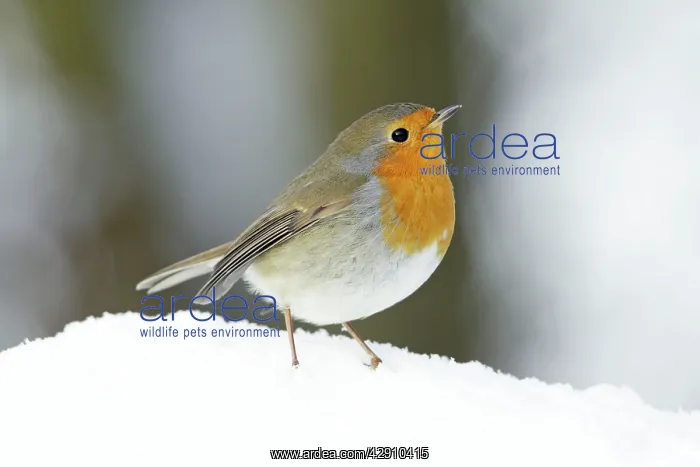 : Robin - in snow : Robin - in snow