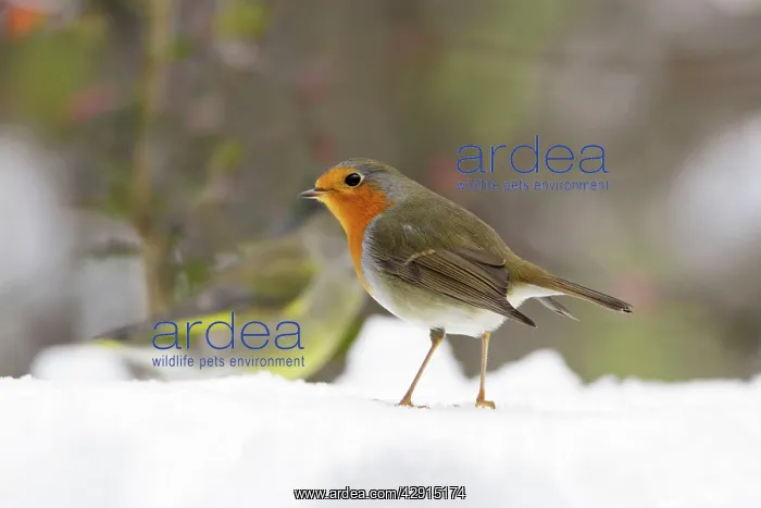 : Robin - In snow : Robin - In snow
