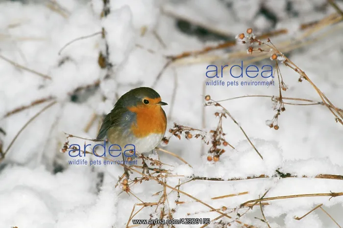  : ROBIN - IN SNOW