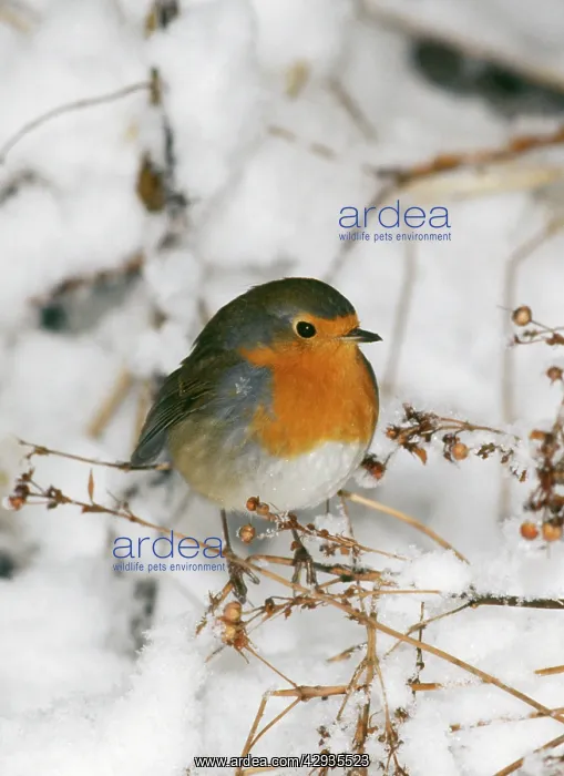 : Robin - in snow : Robin - in snow
