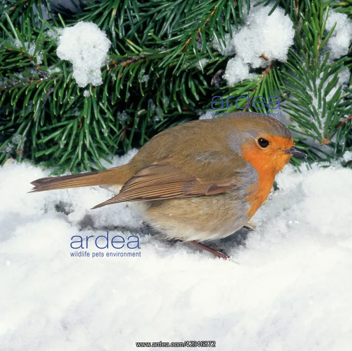 : Robin - in snow : Robin - in snow