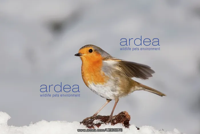 : Robin - in snow : Robin - in snow