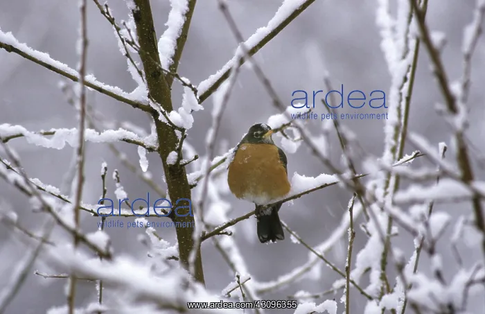 : Robin in Snow : Robin in Snow