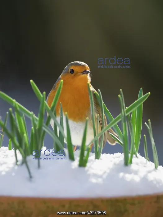  : Robin in snow