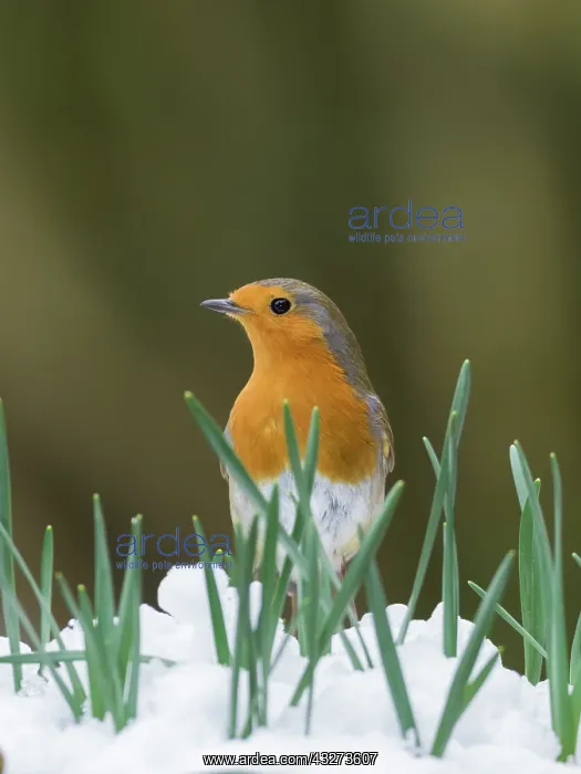  : Robin in snow