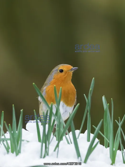  : Robin in snow