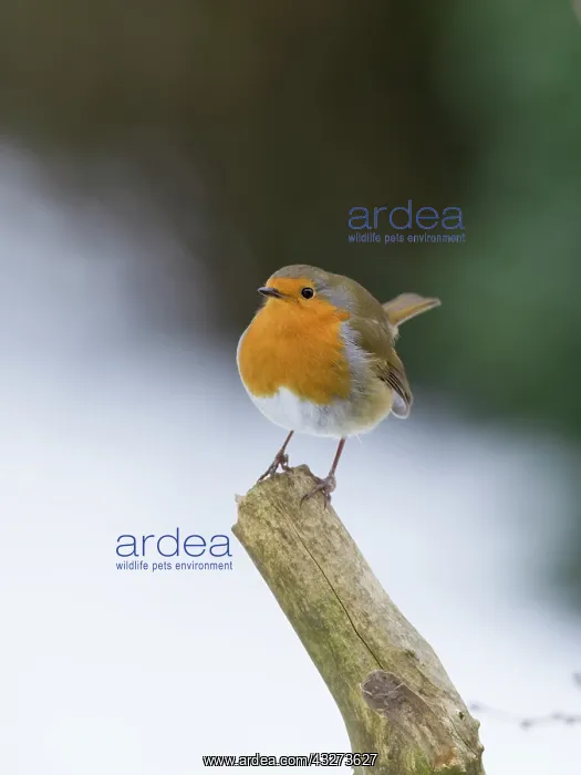  : Robin in snow