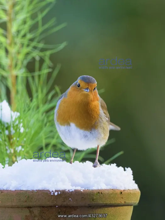  : Robin in snow