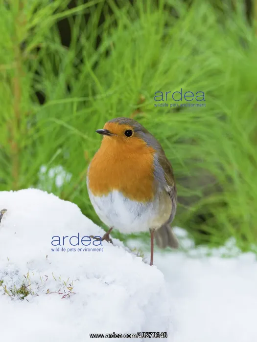  : Robin in snow