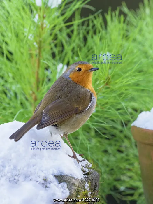  : Robin in snow