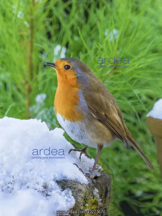  : Robin in snow
