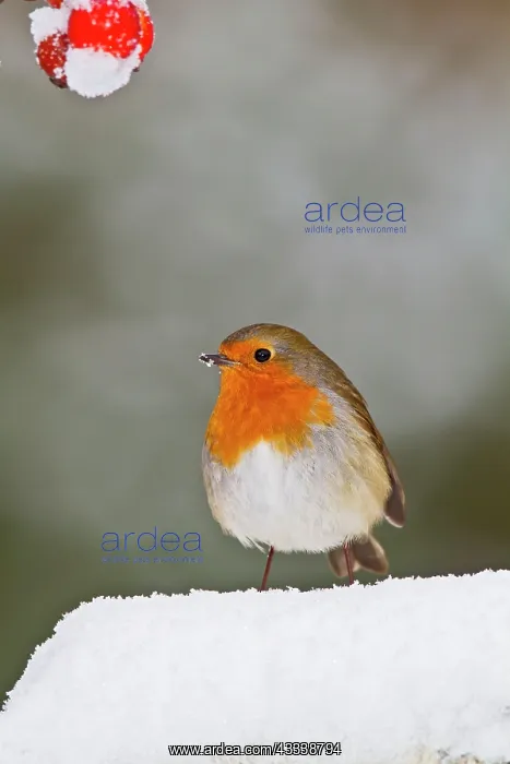 : Robin - in snow : Robin - in snow