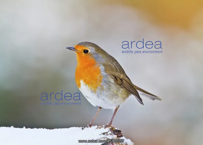 : Robin - in snow : Robin - in snow