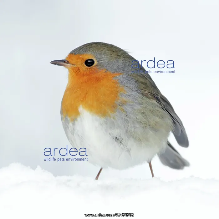 : Robin - in snow : Robin - in snow