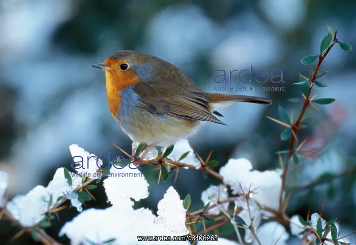  : Robin in snow