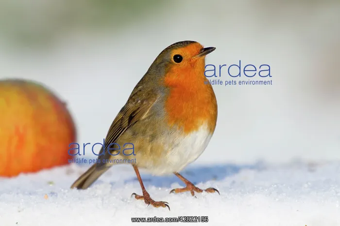 : Robin - in snow - with apple - Winter : Robin - in snow - with apple - Winter