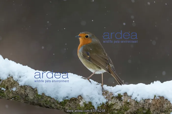 : Robin - in Snow - Cornwall - UK : Robin - in Snow - Cornwall - UK