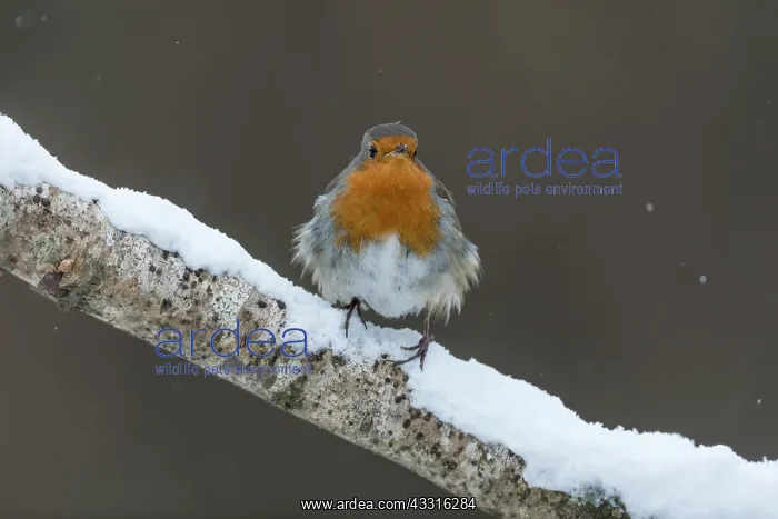 : Robin - in Snow - Cornwall - UK : Robin - in Snow - Cornwall - UK