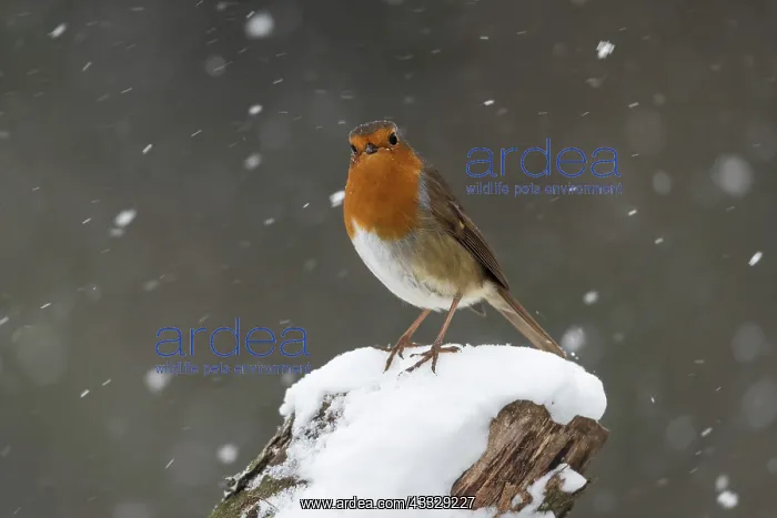 : Robin - in Snow - Cornwall - UK : Robin - in Snow - Cornwall - UK