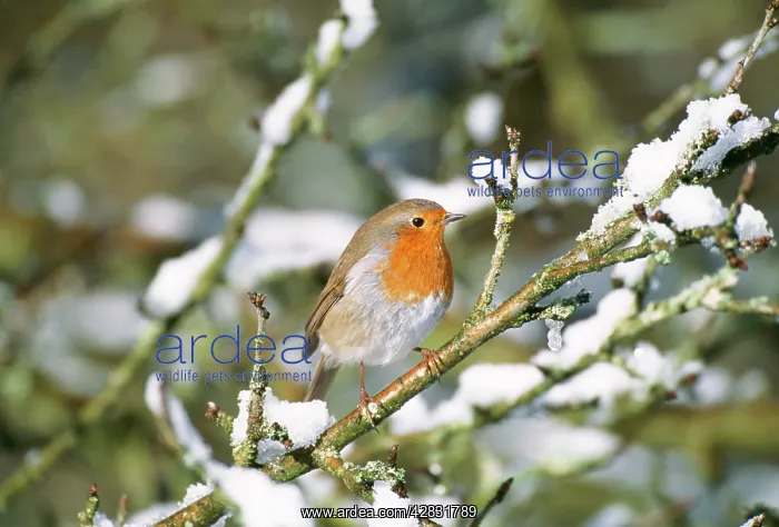  : ROBIN - on snow covered branch