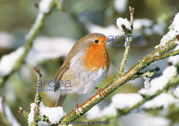 : Robin - On snow covered branch : Robin - On snow covered branch
