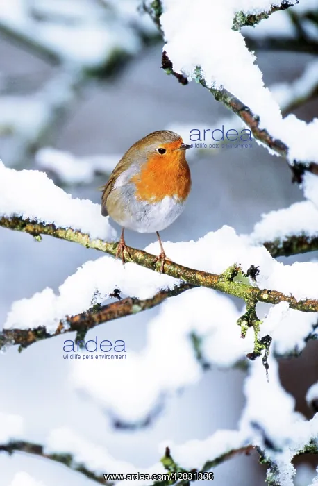 : Robin - on snow covered branch : Robin - on snow covered branch