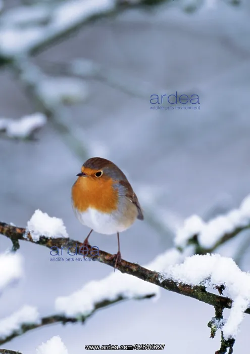 : Robin - On snow covered branch : Robin - On snow covered branch