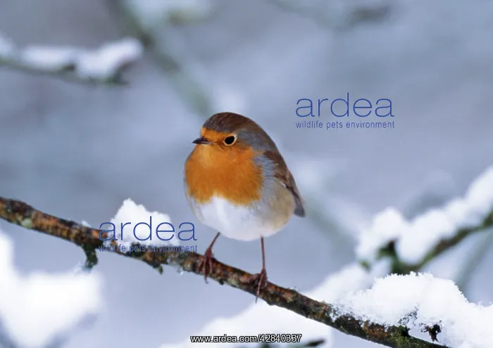 : Robin - On snow covered branch : Robin - On snow covered branch