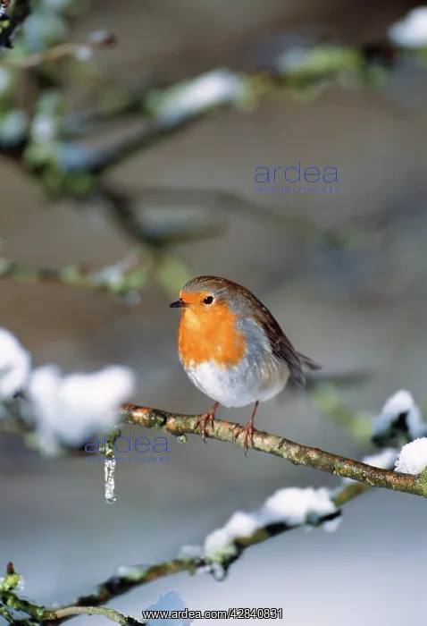 : ROBIN - on snow covered branch : ROBIN - on snow covered branch