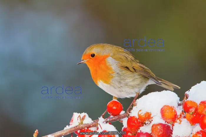 : Robin - on snow covered crab apples : Robin - on snow covered crab apples