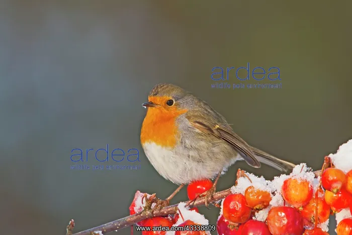 : Robin - on snow covered crab apples : Robin - on snow covered crab apples