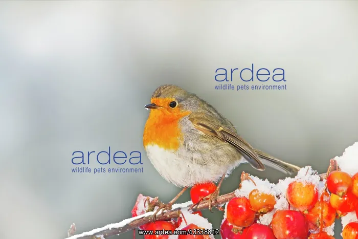 : Robin - on snow covered crab apples : Robin - on snow covered crab apples
