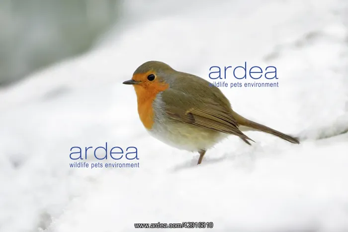 : Robin - in snow covered garden : Robin - in snow covered garden