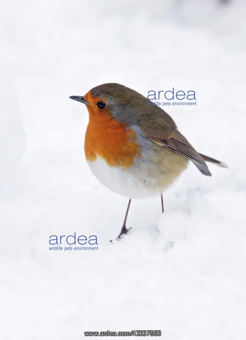 : Robin - on snow covered ground : Robin - on snow covered ground