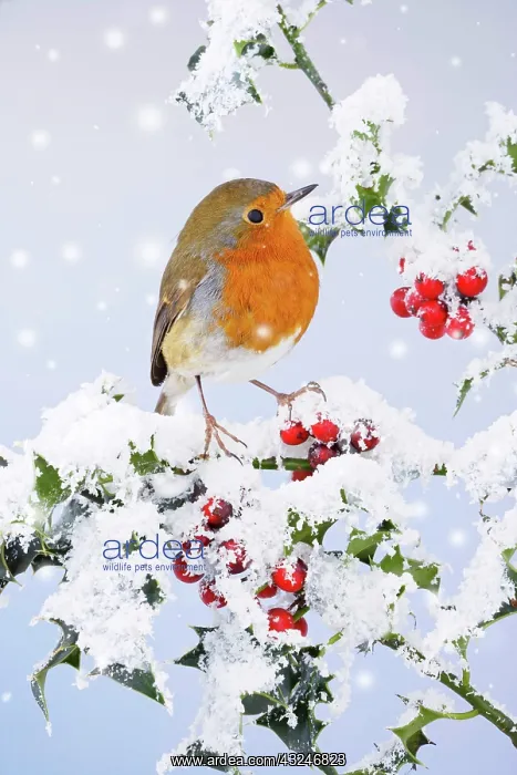 : Robin - on snow covered holly : Robin - on snow covered holly